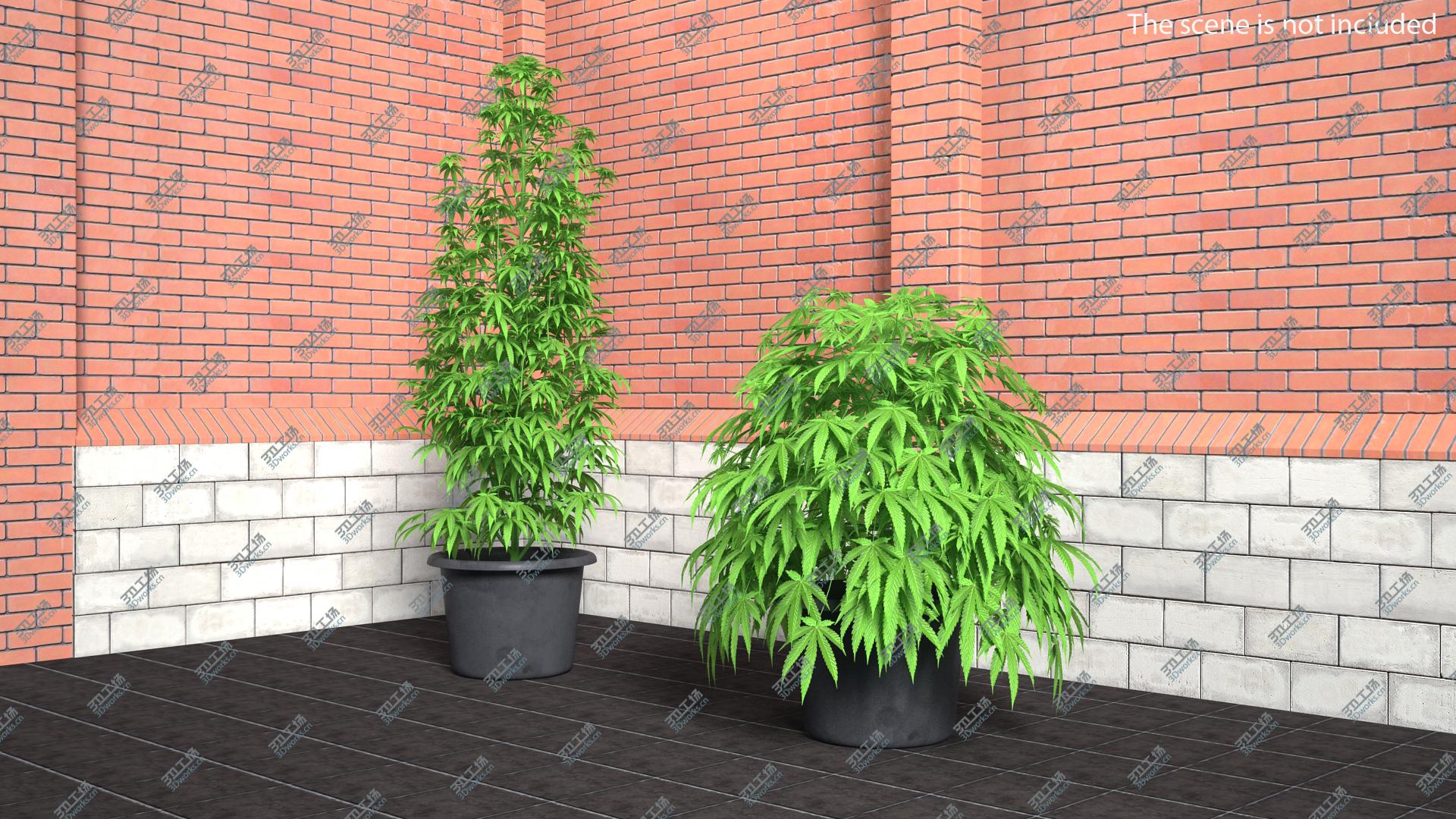 images/goods_img/2021040232/Marijuana Plant 3D model/1.jpg